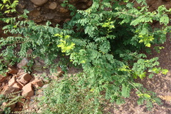 Phyllanthus pinnatus